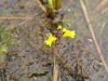 Paprastasis skendenis (Utricularia vulgaris L.)