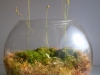 Vabzdžiaėdžių vasara (Drosera spatulata ir Pinguicula ehlersiae)