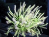 Drosera aliciae