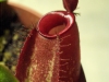 Nepenthes ampularia