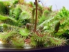 Drosera spatulata