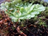 Tuklė (Pinguicula sp.)
