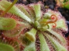 Alisos saulašarė (Drosera aliciae)