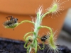 Drosera scorpioides