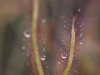 Drosera binata