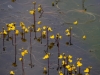 Utricularia australis © Jogaila Mackevičius