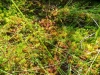 apskritalape-sualasare-08