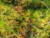 apskritalape-sualasare-10