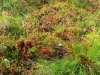 apskritalape-sualasare-17