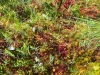 apskritalape-sualasare-18
