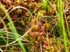 apskritalape-sualasare-20
