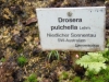 Drosera pulchella