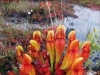 carnivorous-plants-and-their-habitats-00