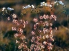 carnivorous-plants-and-their-habitats-000