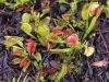 carnivorous-plants-and-their-habitats-01