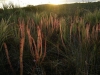 carnivorous-plants-and-their-habitats-03