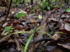 carnivorous-plants-and-their-habitats-05