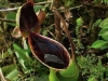 carnivorous-plants-and-their-habitats-07