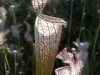 carnivorous-plants-and-their-habitats-09