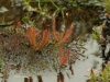 carnivorous-plants-and-their-habitats-100