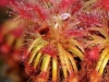 carnivorous-plants-and-their-habitats-102