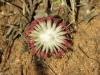 carnivorous-plants-and-their-habitats-104