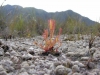 carnivorous-plants-and-their-habitats-106