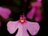 carnivorous-plants-and-their-habitats-107
