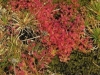 carnivorous-plants-and-their-habitats-109
