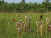 carnivorous-plants-and-their-habitats-11