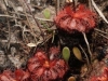 carnivorous-plants-and-their-habitats-111