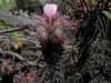 carnivorous-plants-and-their-habitats-113
