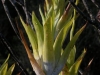 carnivorous-plants-and-their-habitats-114