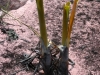carnivorous-plants-and-their-habitats-115
