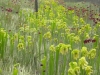 carnivorous-plants-and-their-habitats-118