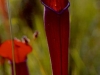 carnivorous-plants-and-their-habitats-119