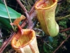 carnivorous-plants-and-their-habitats-120