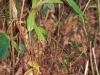 carnivorous-plants-and-their-habitats-121