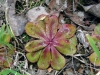 carnivorous-plants-and-their-habitats-124
