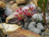 carnivorous-plants-and-their-habitats-126