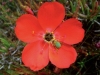 carnivorous-plants-and-their-habitats-128
