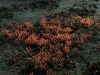 carnivorous-plants-and-their-habitats-13