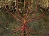 carnivorous-plants-and-their-habitats-130