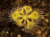 carnivorous-plants-and-their-habitats-132