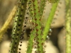 carnivorous-plants-and-their-habitats-134