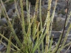 carnivorous-plants-and-their-habitats-136