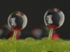 carnivorous-plants-and-their-habitats-138