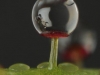 carnivorous-plants-and-their-habitats-140