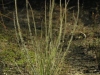 carnivorous-plants-and-their-habitats-142