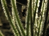 carnivorous-plants-and-their-habitats-144